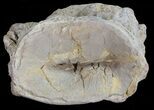 Xiphactinus (Cretaceous Fish) Vertebrae - Kansas #68964-2